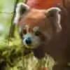 Pugdundee Safaris to open eco-eourism homestay ‘Red Panda Outpost’ near Singalila National Park